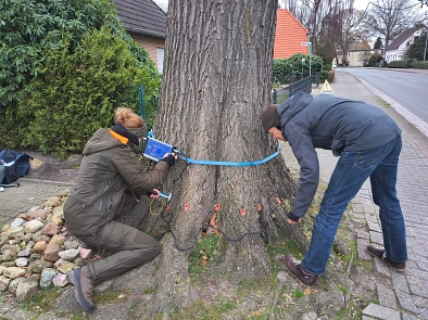 Baumfaellung3 Baumfaellung3 © Stadt Westerstede