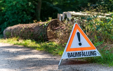 Baumfällung_shutterstock_1926686429.jpg&nbsp;&copy;&nbsp;Shutterstock