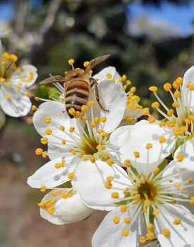 Biene mit Blume&nbsp;&copy;&nbsp;Ute Aderholz