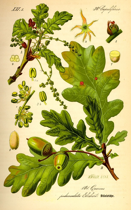 Eiche_Illustration_Quercus_robur0_gemeinfrei.jpg&nbsp;&copy;&nbsp;Wikipedia