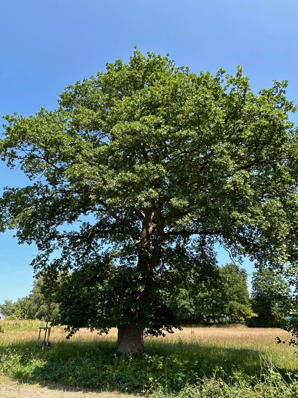 Eiche_Jaspershof.jpg Eiche_Jaspershof.jpg © Stadt Westerstede