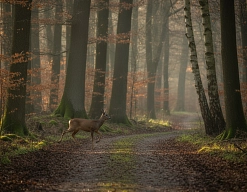 Firefly_Reh_Wildwechsel_Wald_162932.png Firefly_Reh_Wildwechsel_Wald_162932.png © Adobe Firefly