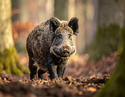 Firefly_Wildschwein im Wald mit zerwühltem Waldboden 673441.jpg Firefly_Wildschwein im Wald mit zerwühltem Waldboden 673441.jpg © Adobe Firefly