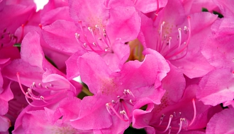 Rhodobluete_Rosa.jpg