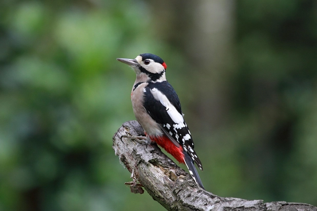 Wald Buntspecht_great-spotted-woodpecker-915417_1920_RayJennings Pixabay.jpg Wald Buntspecht_great-spotted-woodpecker-915417_1920_RayJennings Pixabay.jpg © pixabay