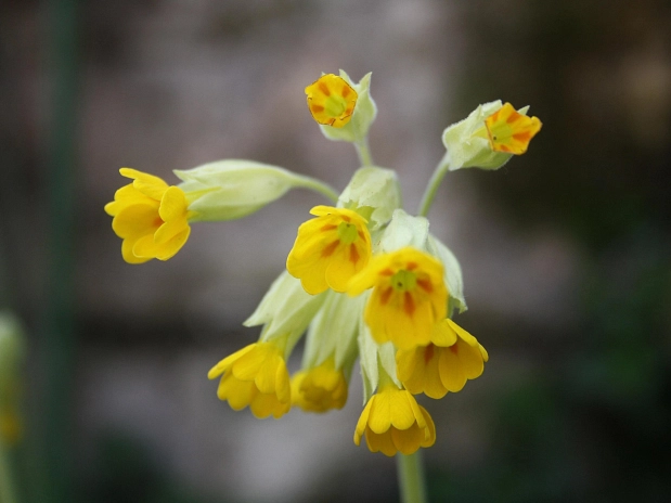 Wald Schluesselblume_cowslip-5835396_1920_Athariel Pixabay_var.jpg Wald Schluesselblume_cowslip-5835396_1920_Athariel Pixabay_var.jpg © pixabay