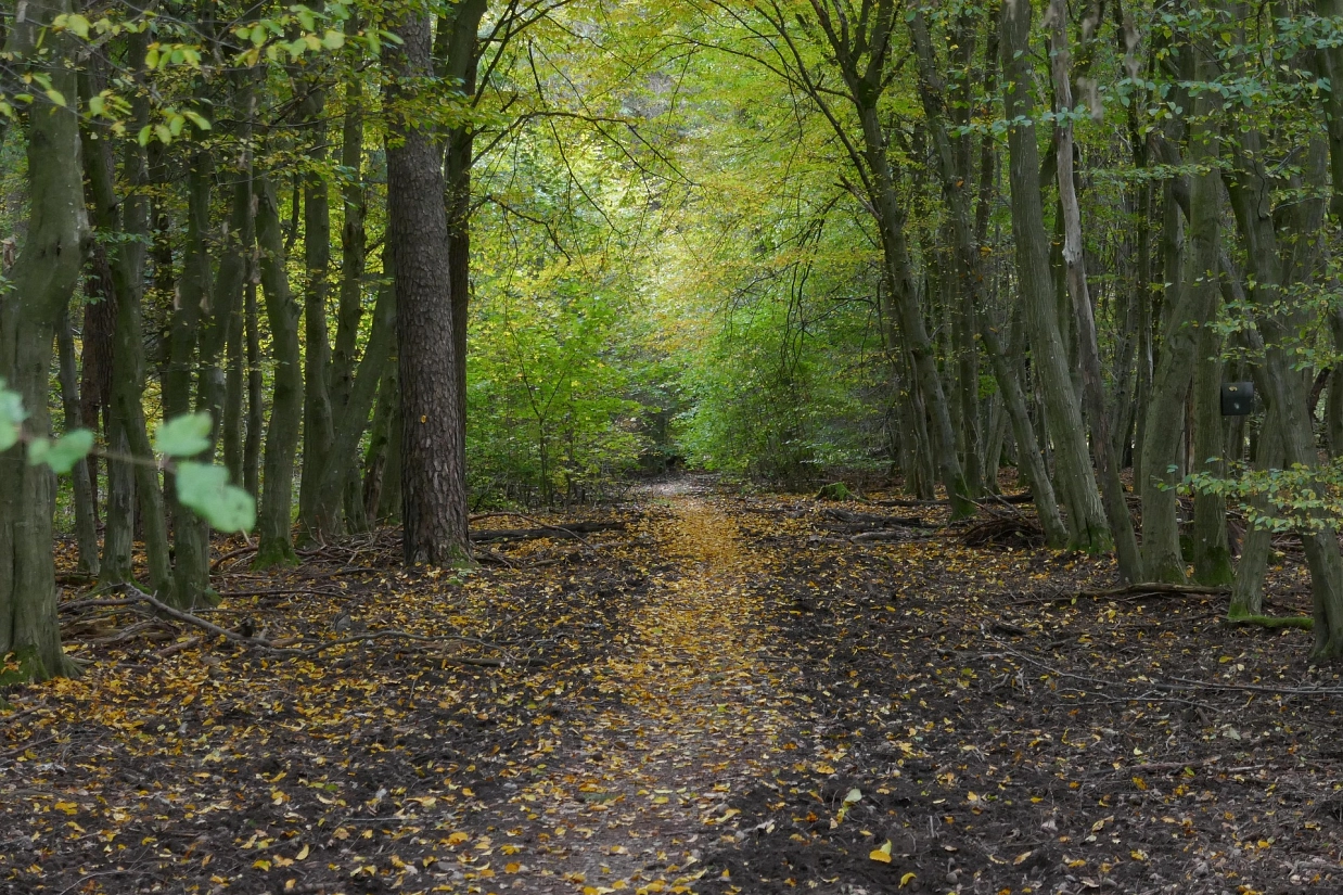 Wald_trail-7509193_1920_ChristianNiklis Pixabay.jpg Wald_trail-7509193_1920_ChristianNiklis Pixabay.jpg © pixabay