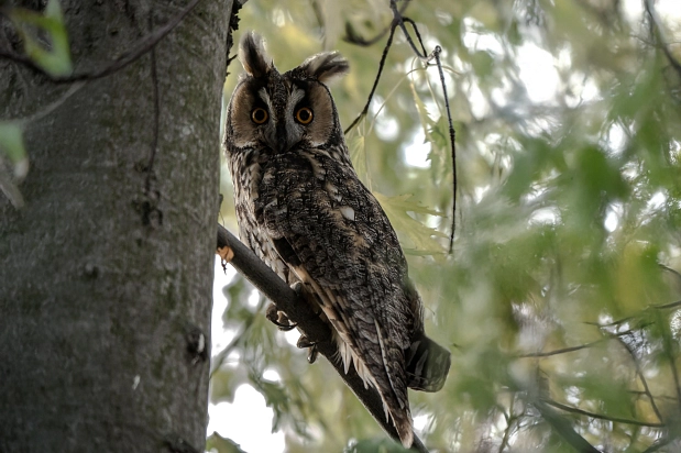 Waldohreule_long-eared-owl-731002_1920_IreneSommerfeld-Stur Pixabay_var.jpg Waldohreule_long-eared-owl-731002_1920_IreneSommerfeld-Stur Pixabay_var.jpg © pixabay